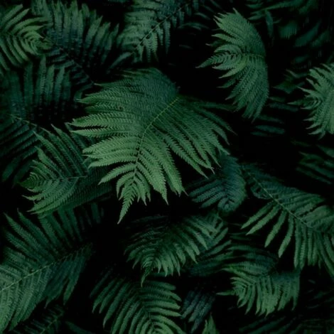Arthouse Black And Green Fern Wallpaper Smooth Finish Feature Wall Arthouse Black And Green Fern Wallpaper Smooth Finish Feature Wall -ARTHOUSE SHOP 35414794 2