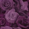Arthouse Austin Rose Wallpaper (10m X 53cm) (Purple)