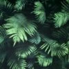 Arthouse Fern Wallpaper (10m X 53cm) (Green/Black)